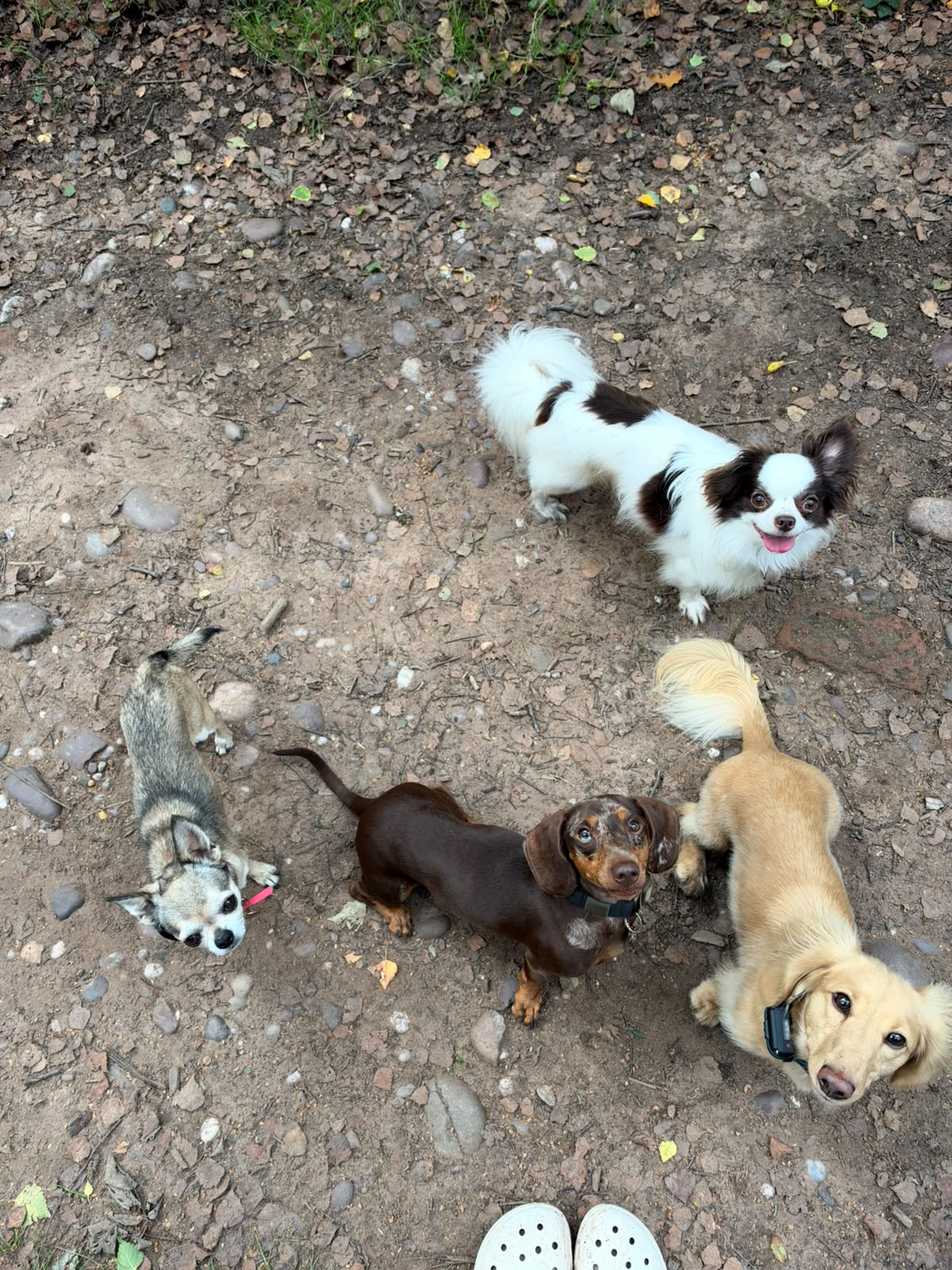 Small dogs from the community